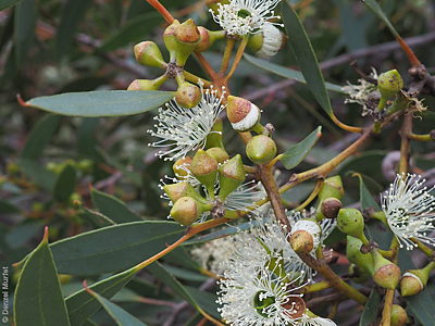 Eucalyptus diversifolia ssp. diversifolia flowers Denzel Murfet Newland Head CP